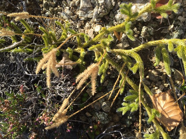 cfr. Lycopodium clavatum